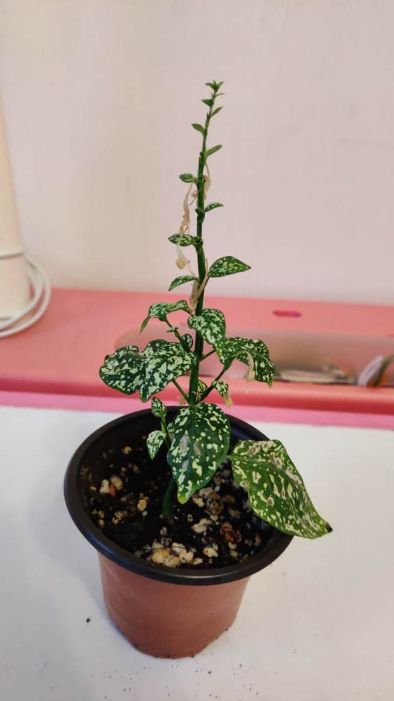 image for 1 polka dot plant. 