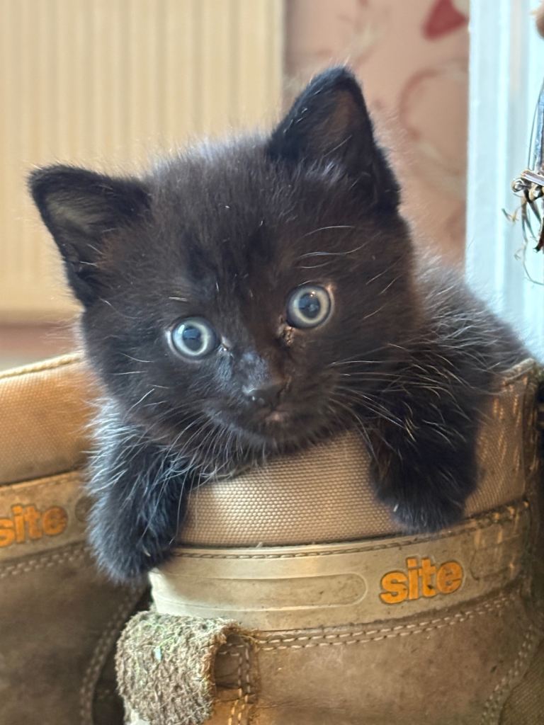 6 Beautiful, friendly kittens