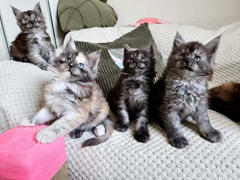 Maine coon kittens 