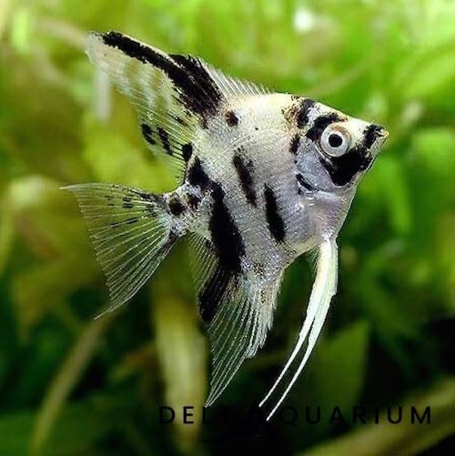 Aquarium equipment