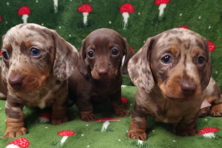 Miniature dachshund poppies 