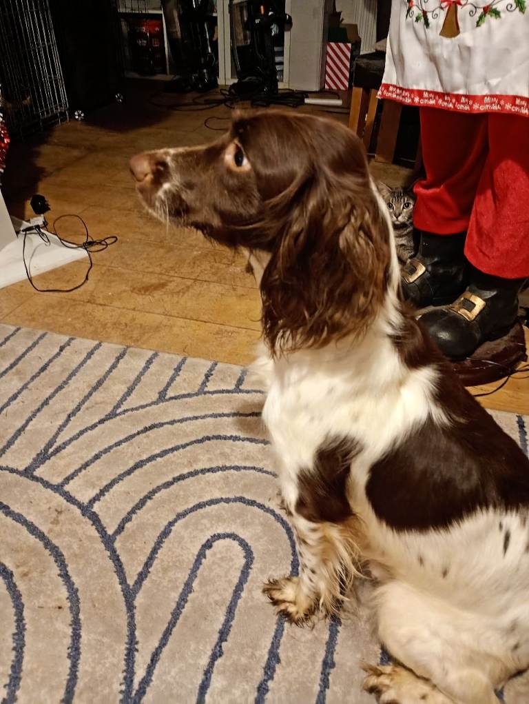 6 English springer spaniels