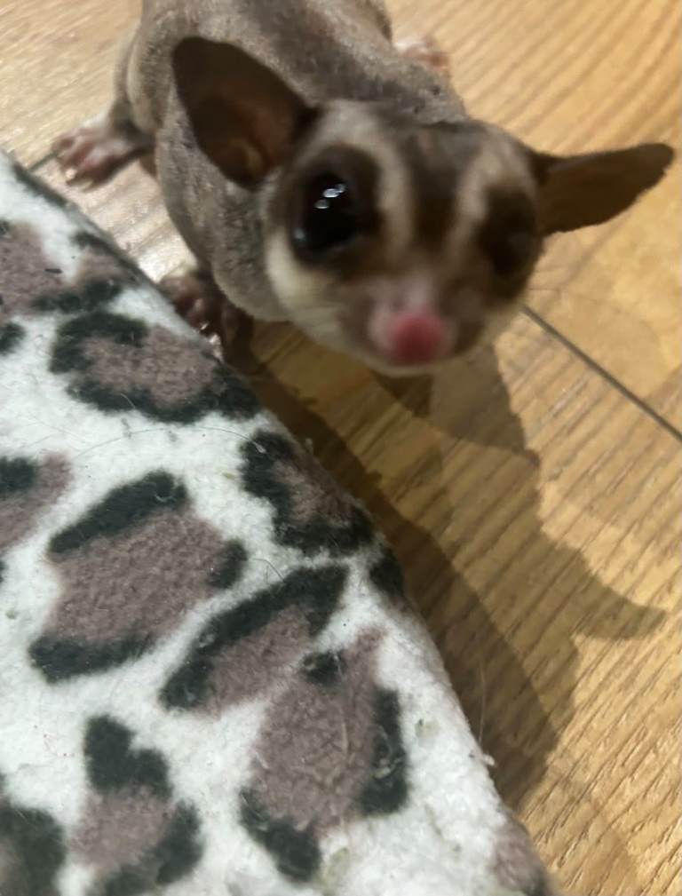 Pair of male sugar gliders