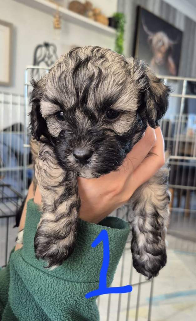 Shihpoo puppys