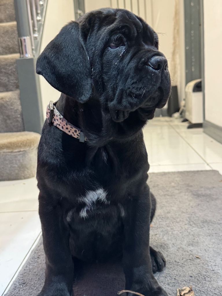3 Neapolitan mastiff black female puppies Newcastle 