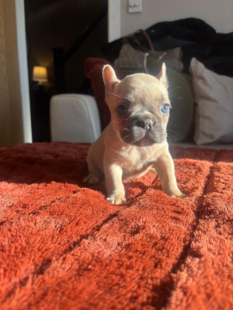 French bulldog puppies