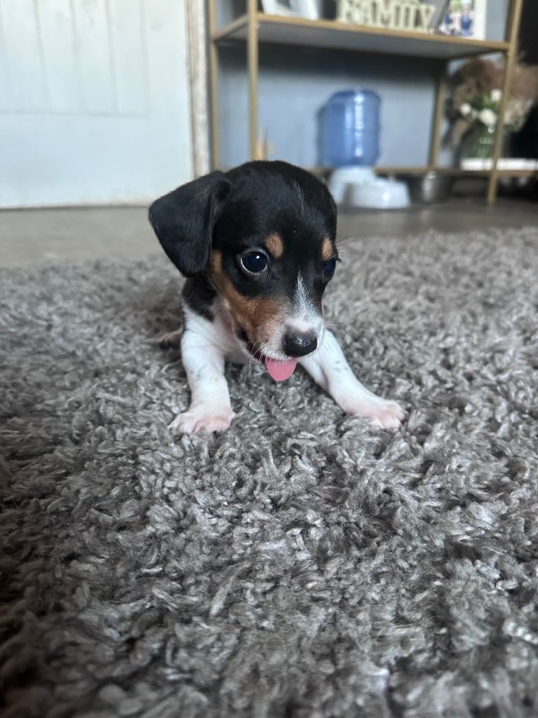 Dashound X Jackrussle puppys 