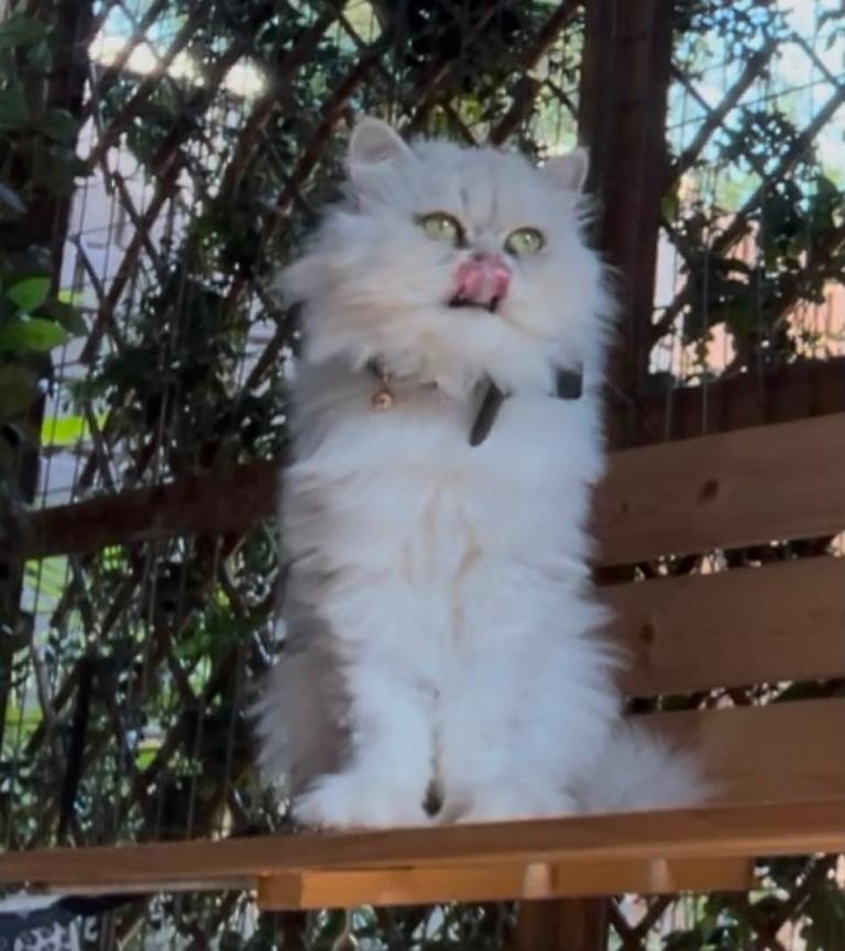  Persians for sale Zeus 