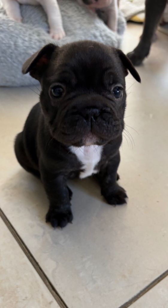 French Bulldog Puppies KC Registered 