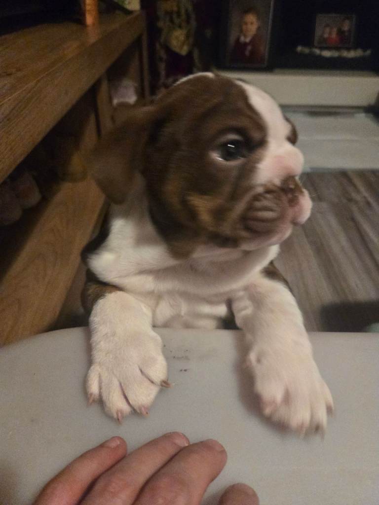 English bulldog tan and white light choc 