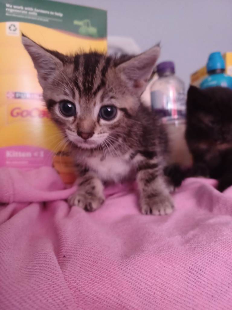 One girl tabby 