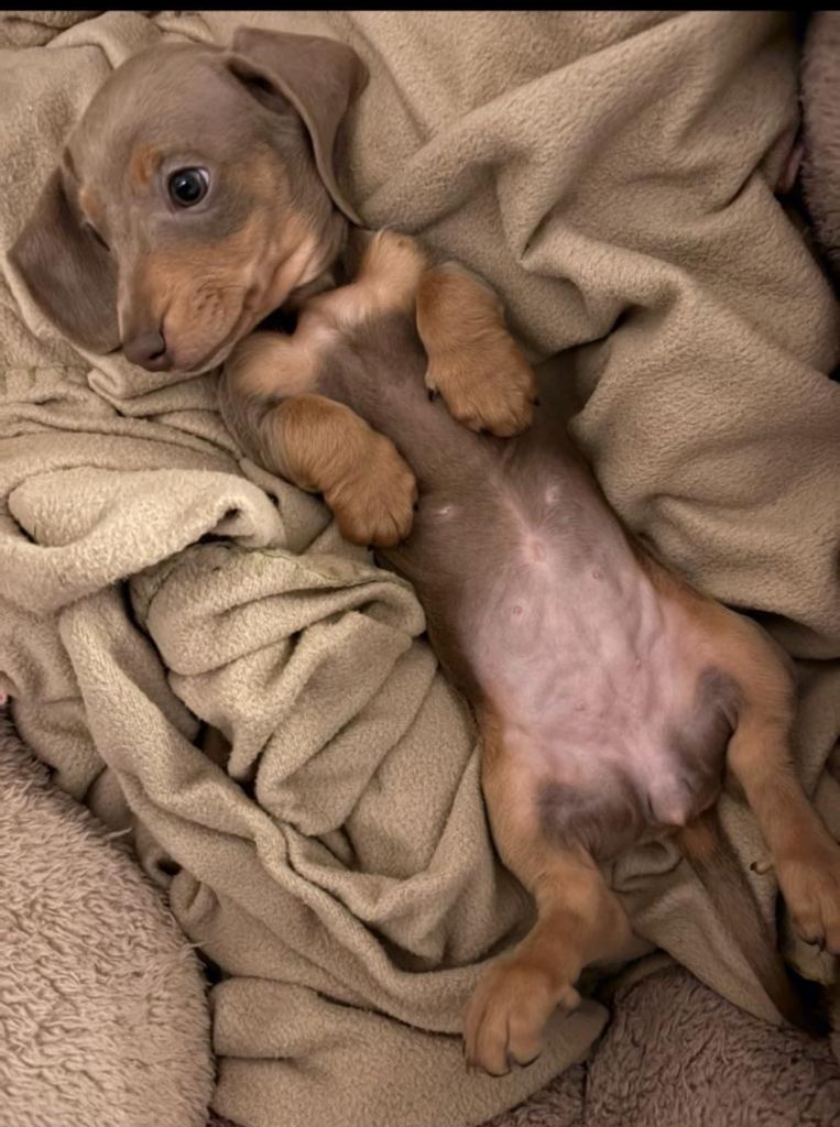 miniature dachshund