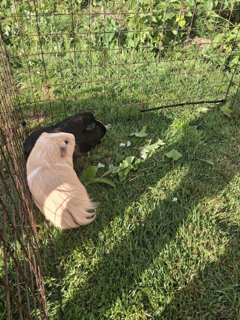 2 Guinea pigs 
