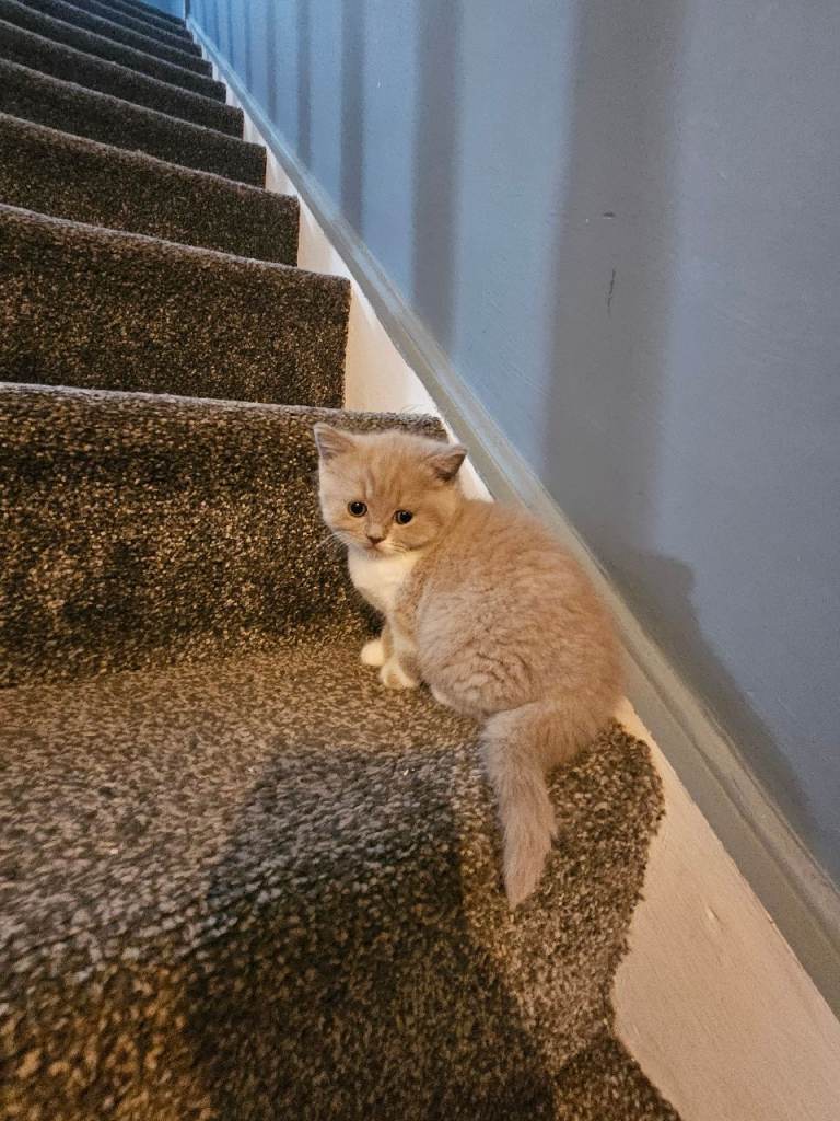 British shorthair kittens 