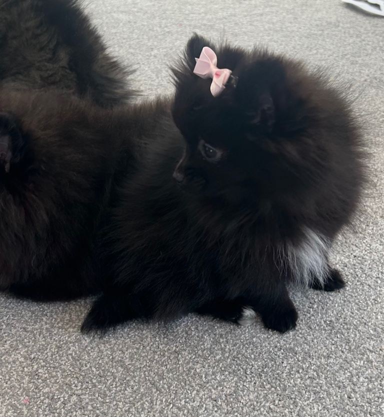 Pomeranian puppies