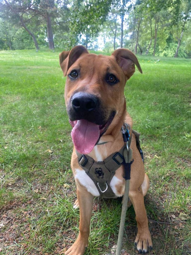 Bullmastiff x Border Collie 