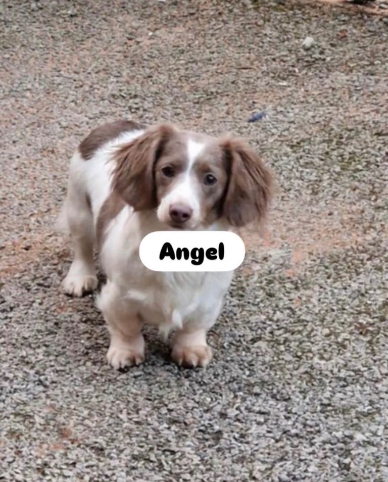 Miniature dachshund longhaired 