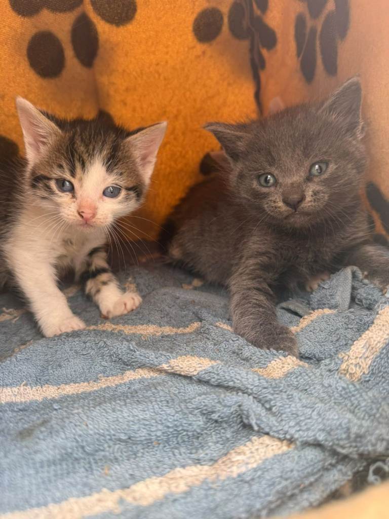Kittens for rehome