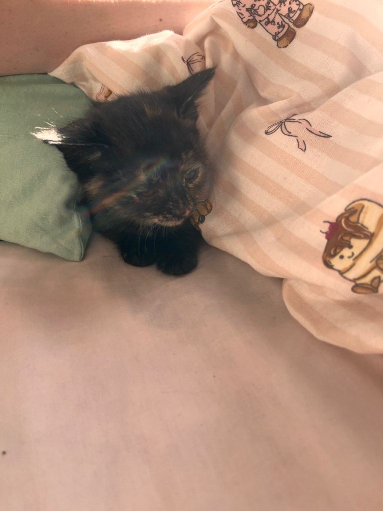 Kittens 
