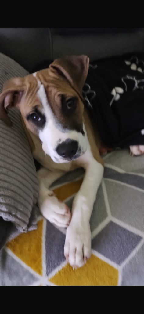 Staffy pup