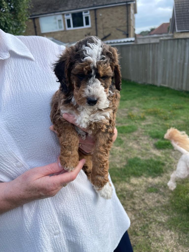 Cockapoo puppies for sale