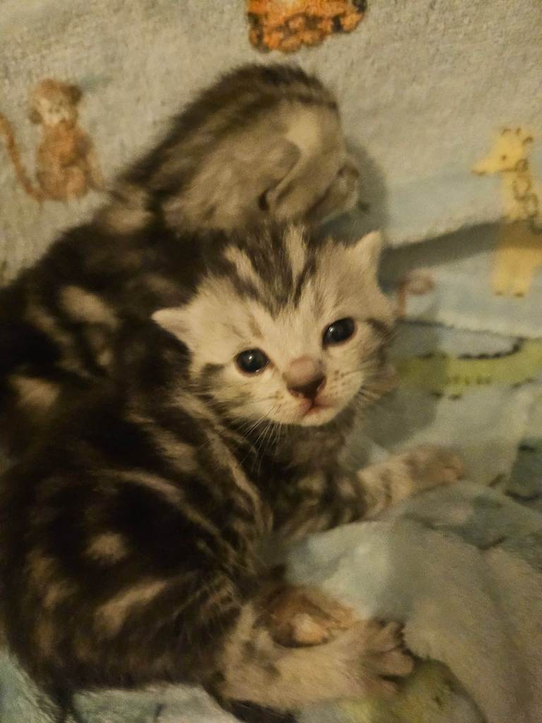 Gorgeous kittens 