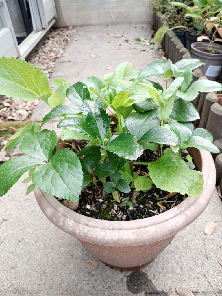 HELLEBORES IN PLASTIC POT