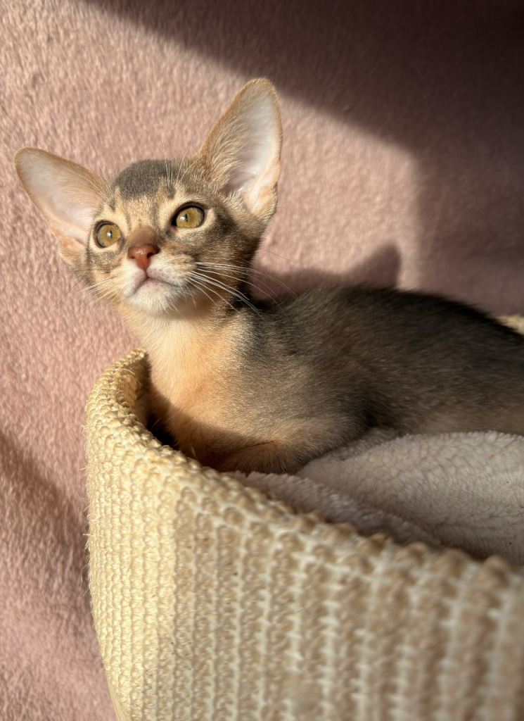Abyssinian kittens 
