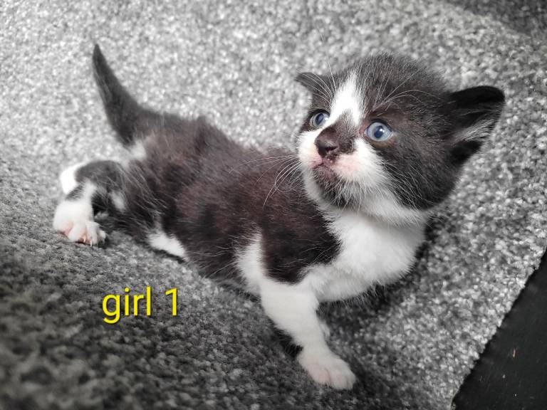 cute kittens are looking for their new home 