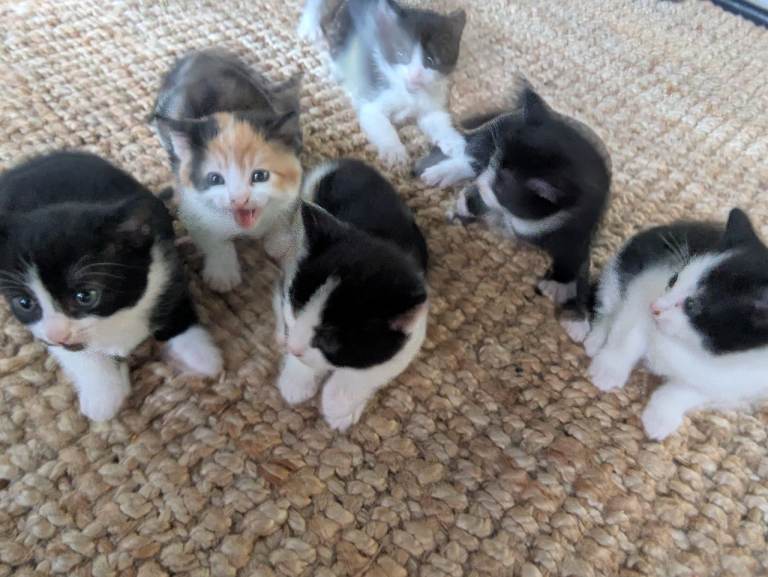kittens ready for new homes 