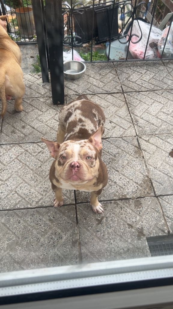 Exotic female pocket bully