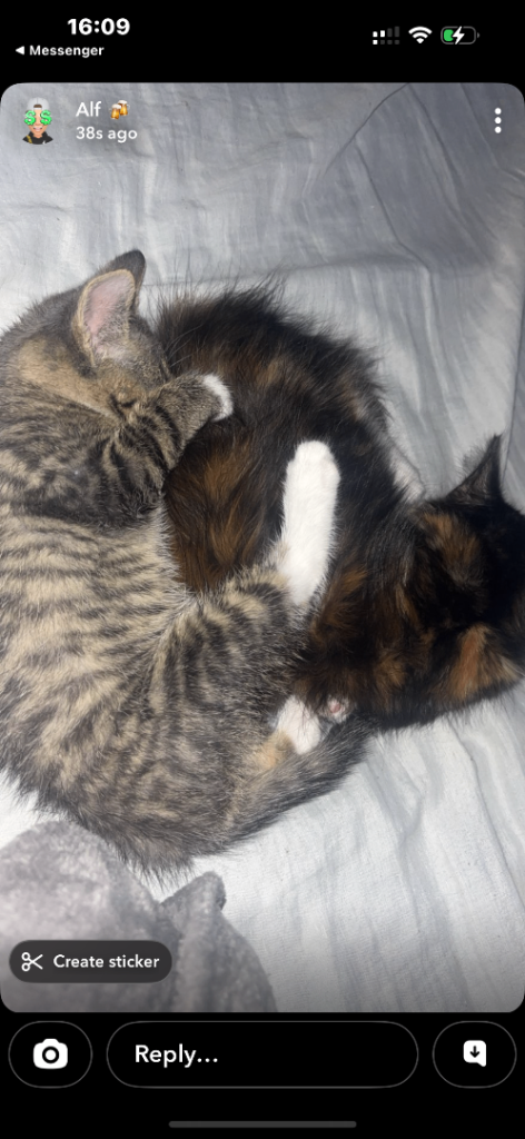 image for Kittens for sale 