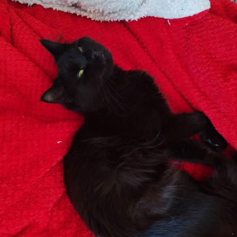 Black boy kitten 