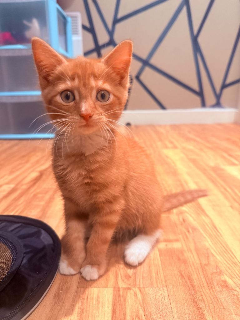Kitten