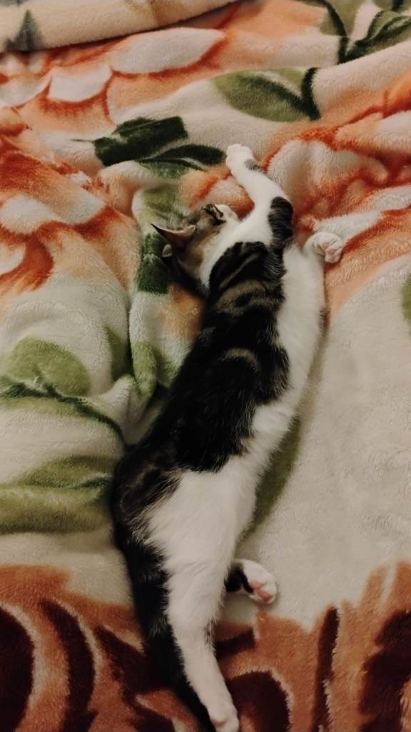 Kitten 