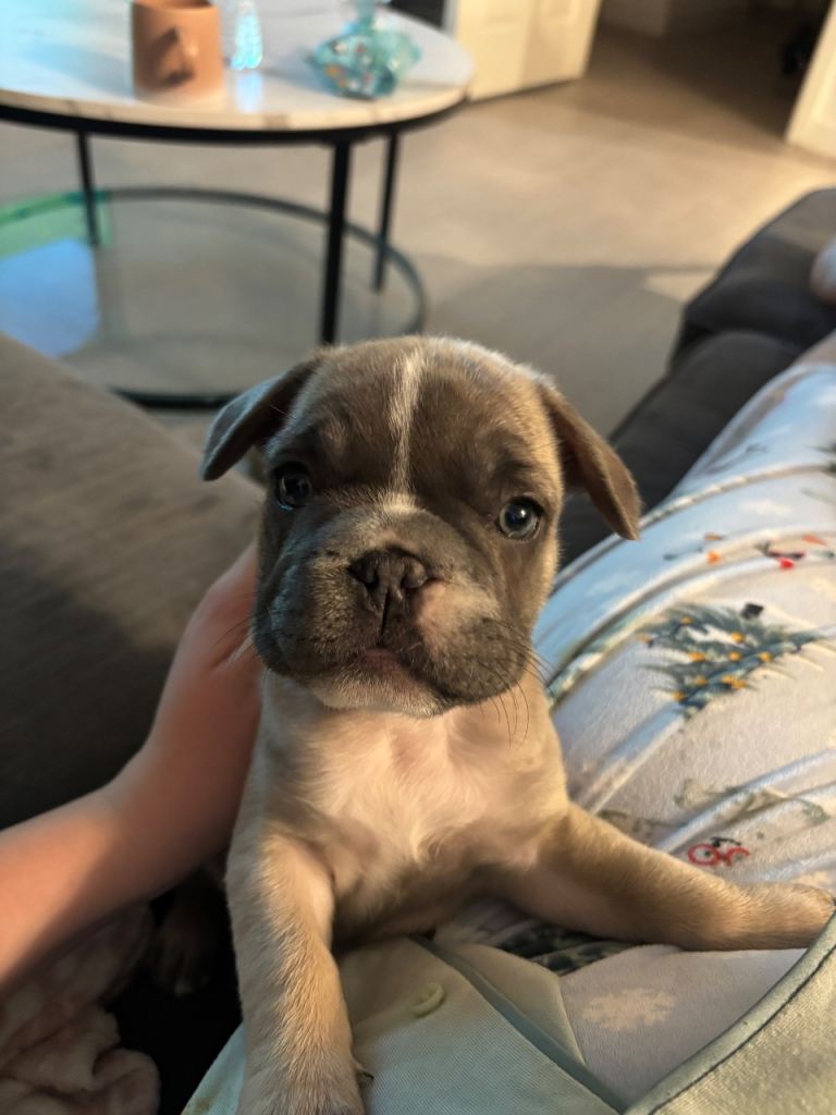 8 week old French bulldog puppy 