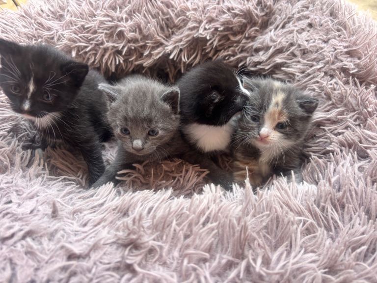 Kittens!