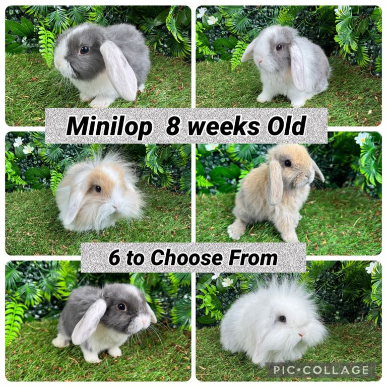 Superb mini lop rabbits 
