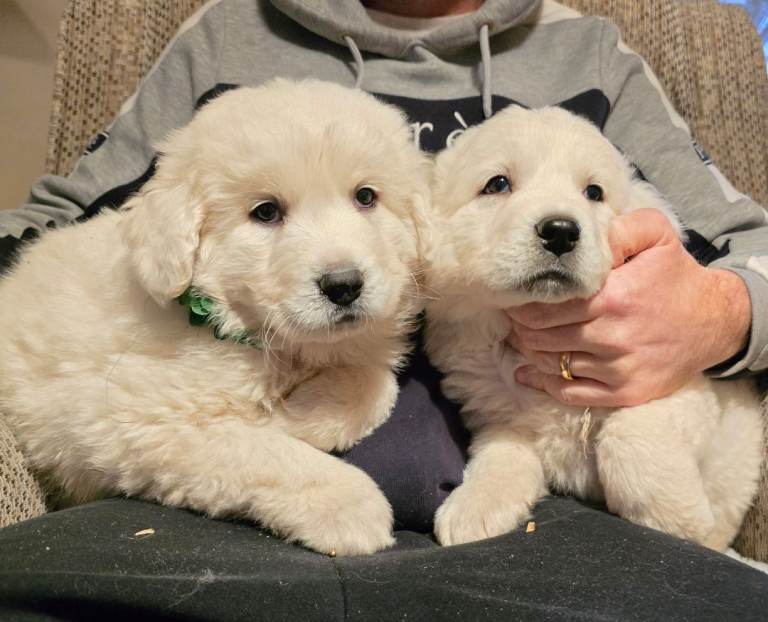 Tatra mountain sheepdog