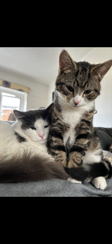 2 one year old boys 