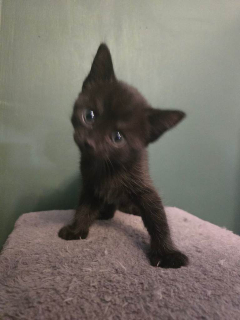 4 Kittens for sale
