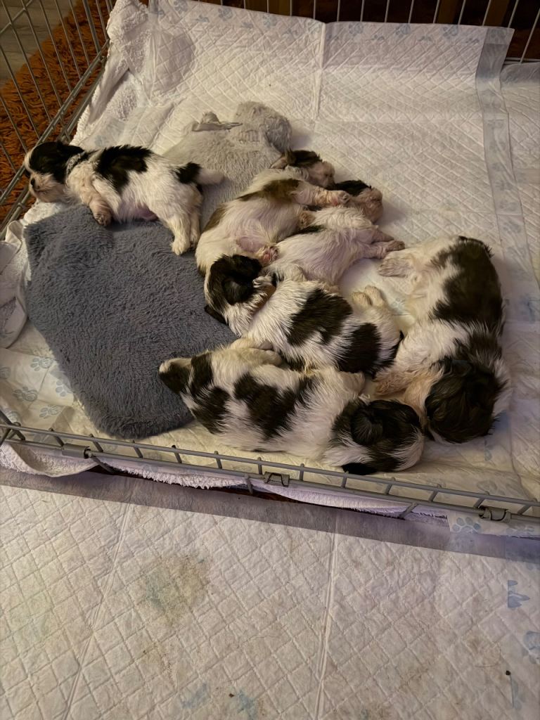 Shihtzue puppies