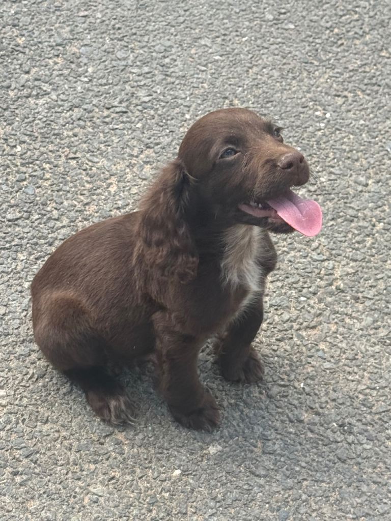 F1 Sprocker Spaniel puppies (READY NOW) 