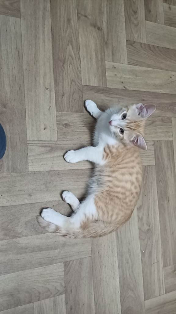 Female kitten looking for a new home