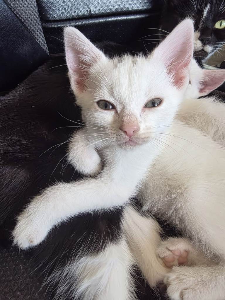 Kittens for sale ready now