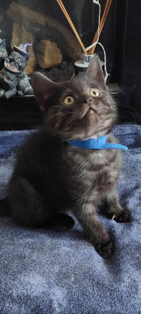 2 smoke british shorthair males.