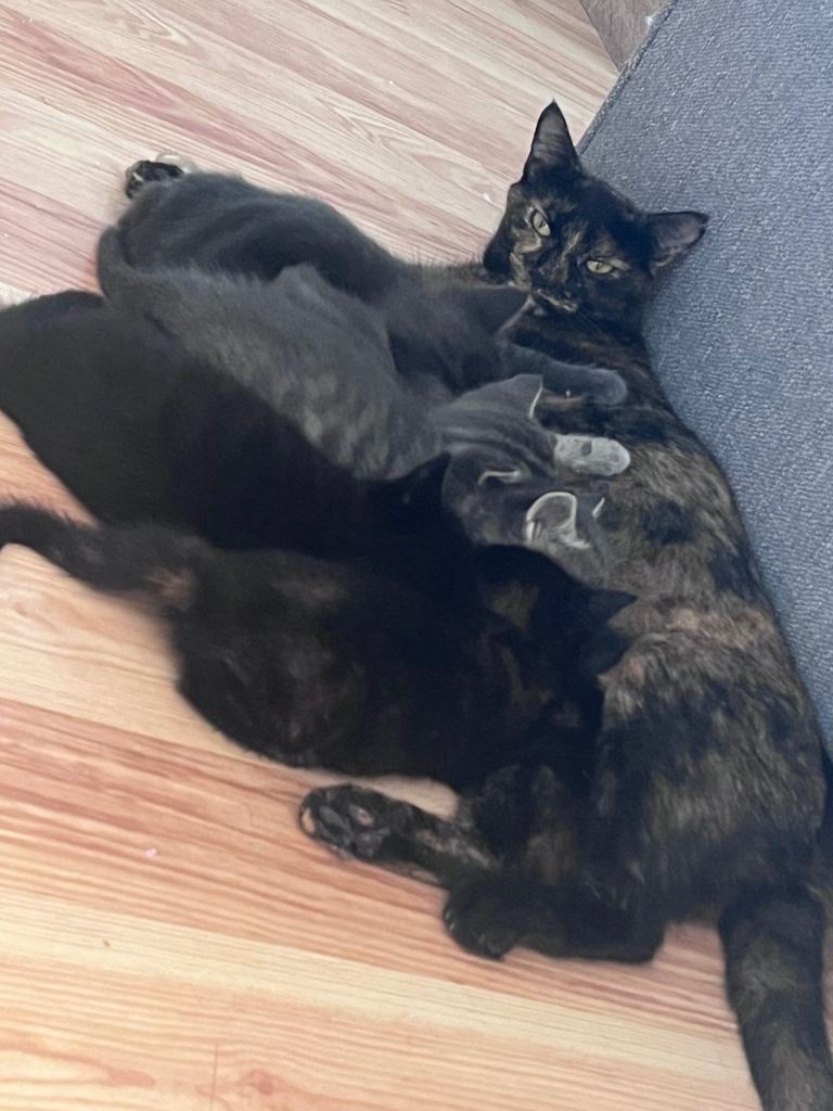 5 adorable kittens for sale 