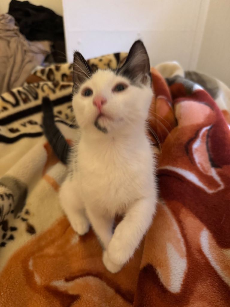 Kitten looking for his forever home 