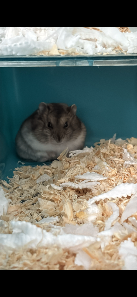 Hamster and cage 