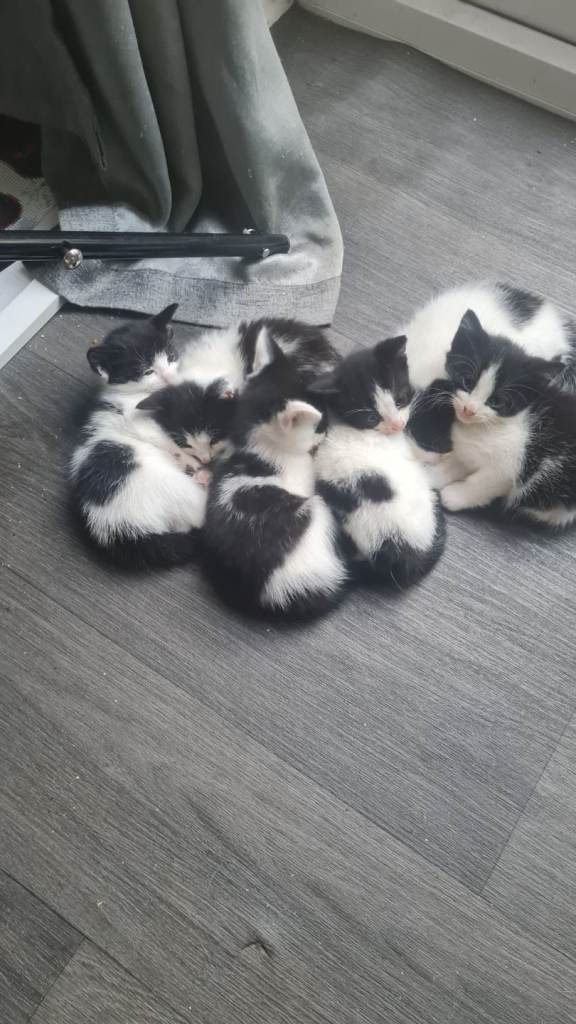 Kittens for sale 